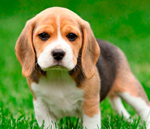 Beagle