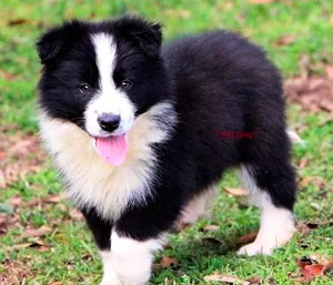 Border Collie