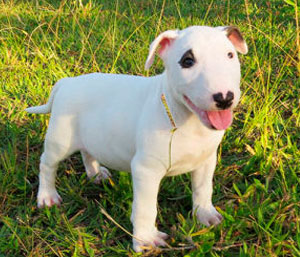 Bull Terrier Inglês