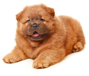 Chow Chow