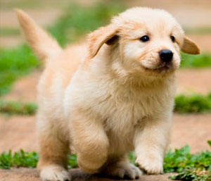 Golden Retriever