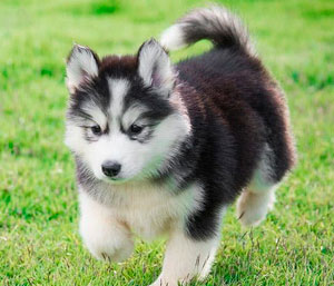 Husky Siberiano