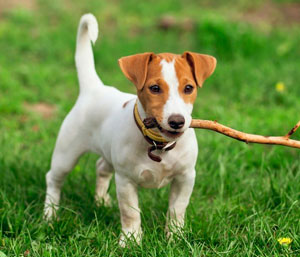 Jack Russell Terrier