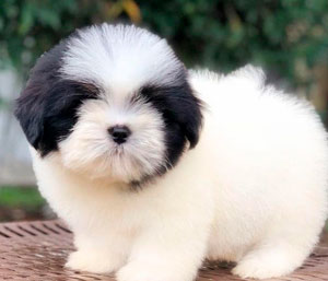 Lhasa Apso