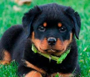 Rottweiler