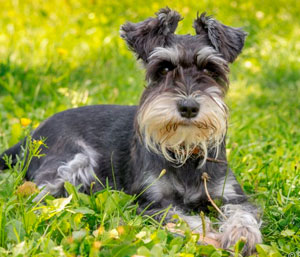 Schnauzer