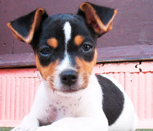 Terrier Brasileiro - Fox Paulistinha