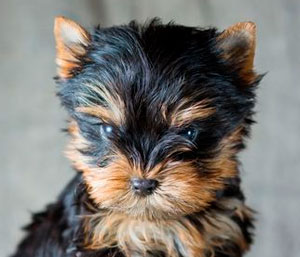 Yorkshire Terrier